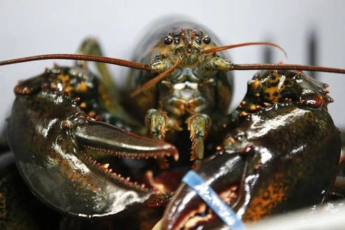 出口幾乎關(guān)閉,美國(guó)波龍價(jià)格暴跌,未來不確定性增加